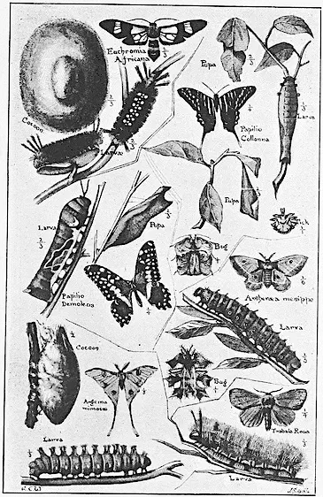 Assortment of insects