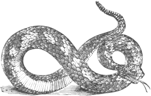 Rattlesnake